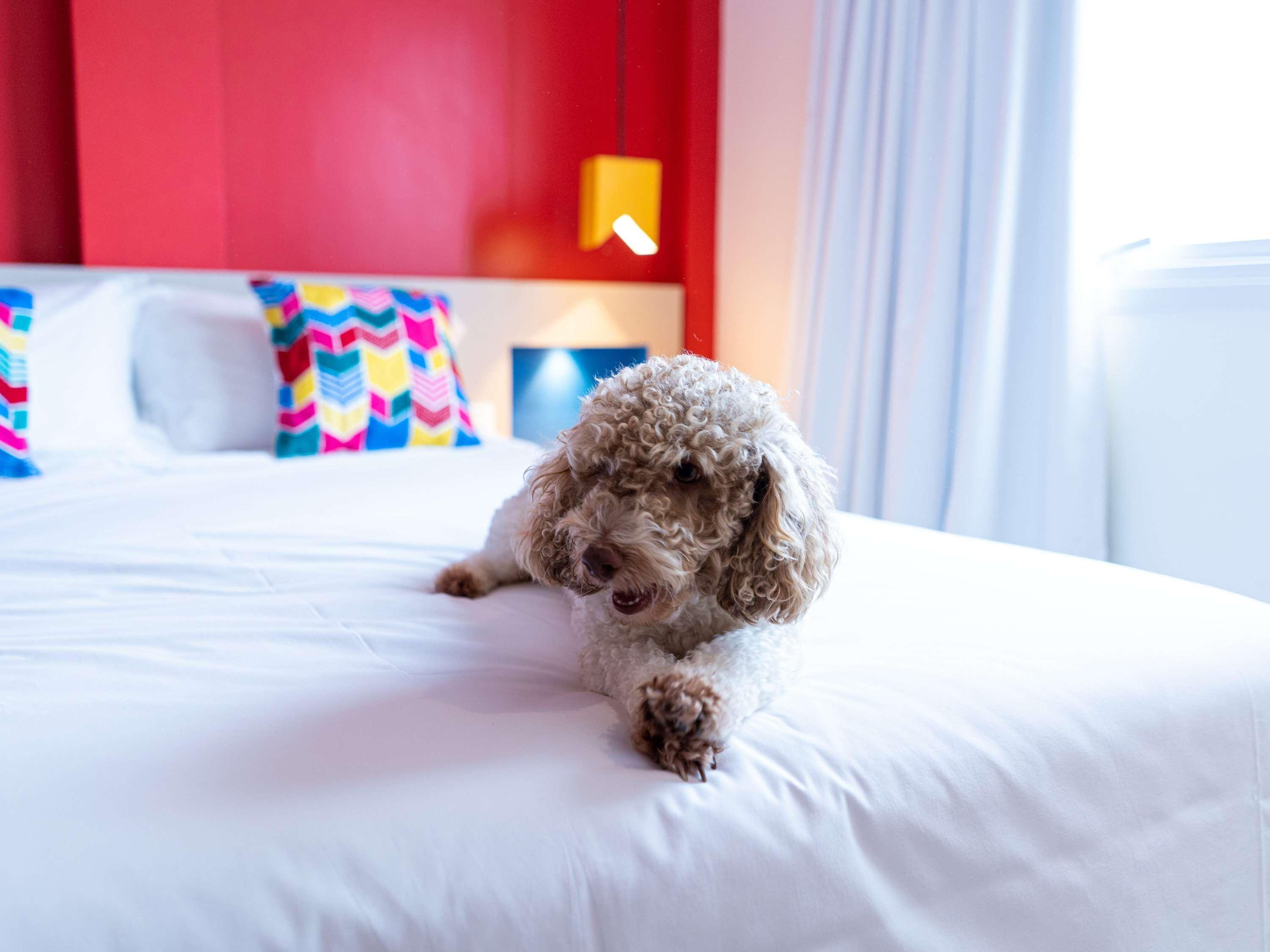 Ibis Styles Campina Grande Hotel Eksteriør billede